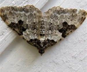Carpet moth